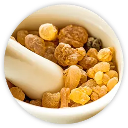 Indian Frankincense